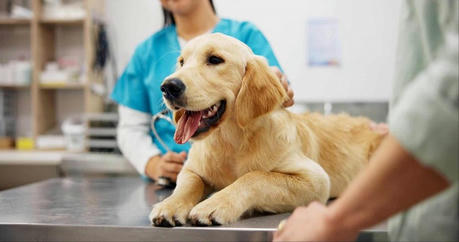 Why Pet Insurance Is Important for Every Pet Owner