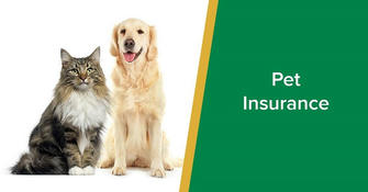 How to Choose the Best Pet Insurance Plan