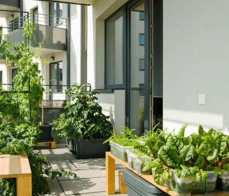 Balcony to Bounty: 5 Speedy Veggies for Busy Urban Gardeners
